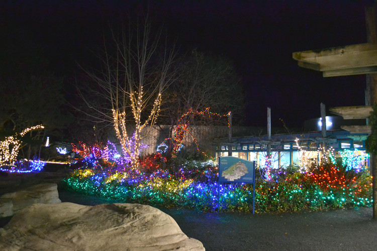 Newport Aquarium Christmas Lights
 Oregon Coast Aquarium Sea of Lights Celebration Newport OR