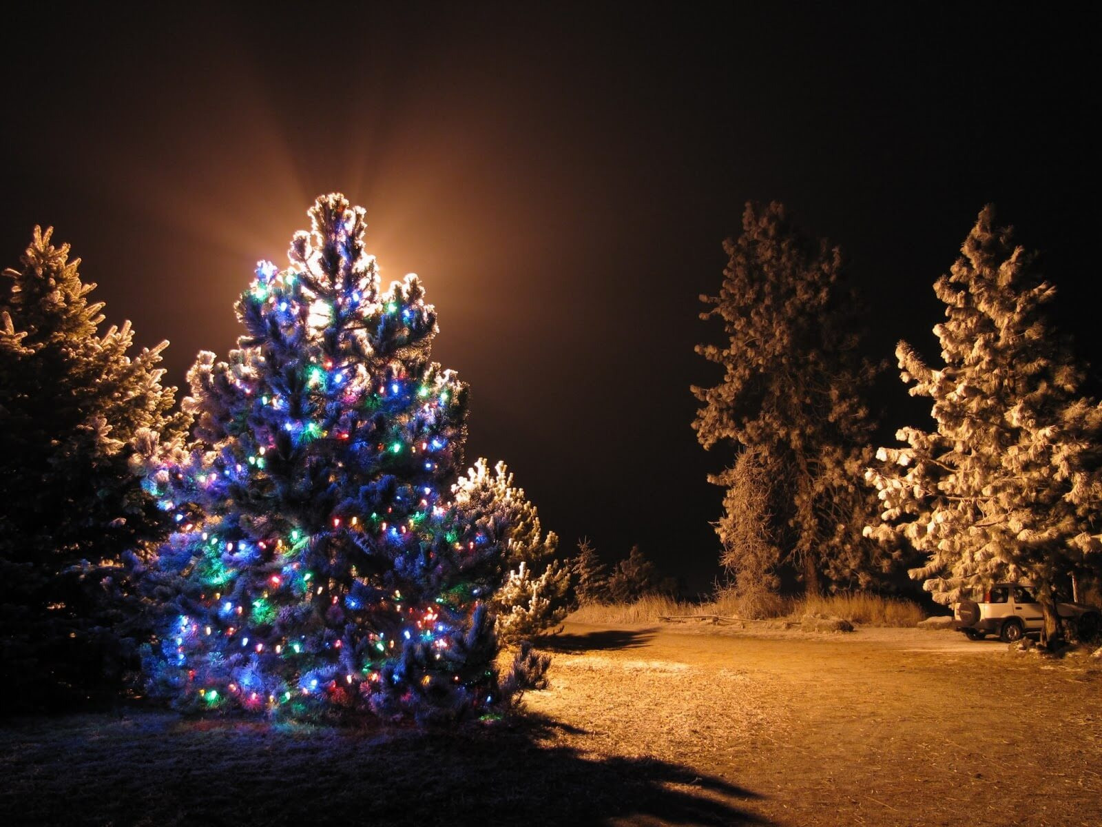 Outdoor Christmas Tree
 Outdoor Lighted Christmas Tree
