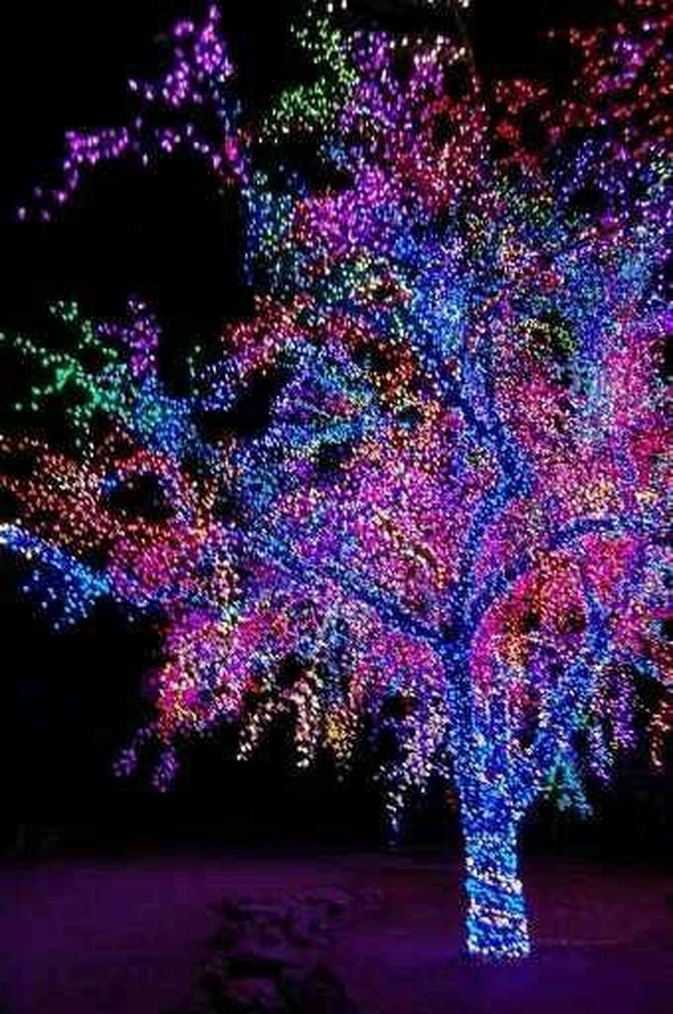 Outdoor Christmas Trees Lights
 Mind blowing Christmas Lights Ideas for Outdoor Christmas