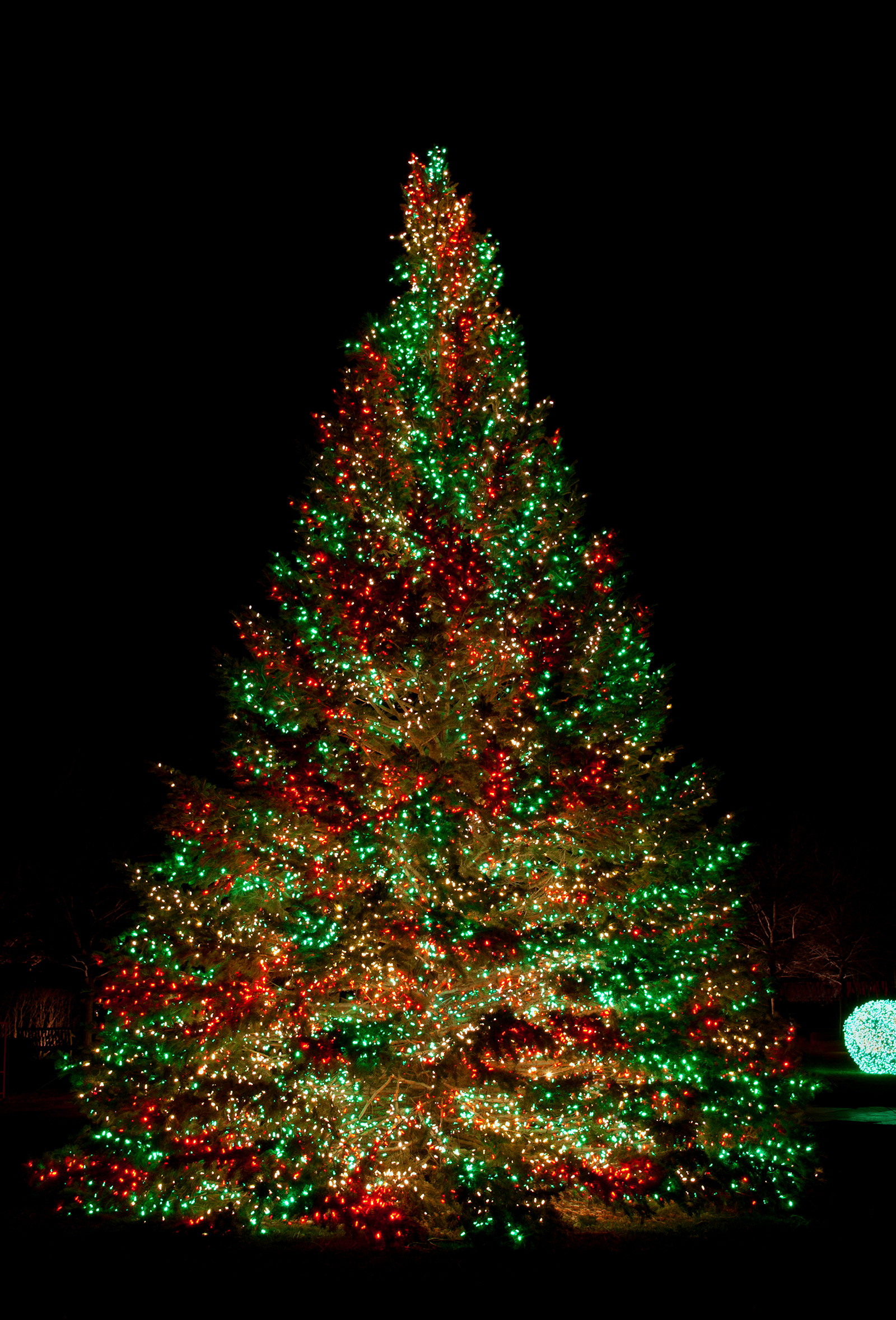 Outdoor Christmas Trees Lights
 11 Awesome And Dazzling Christmas Tree Lights Ideas
