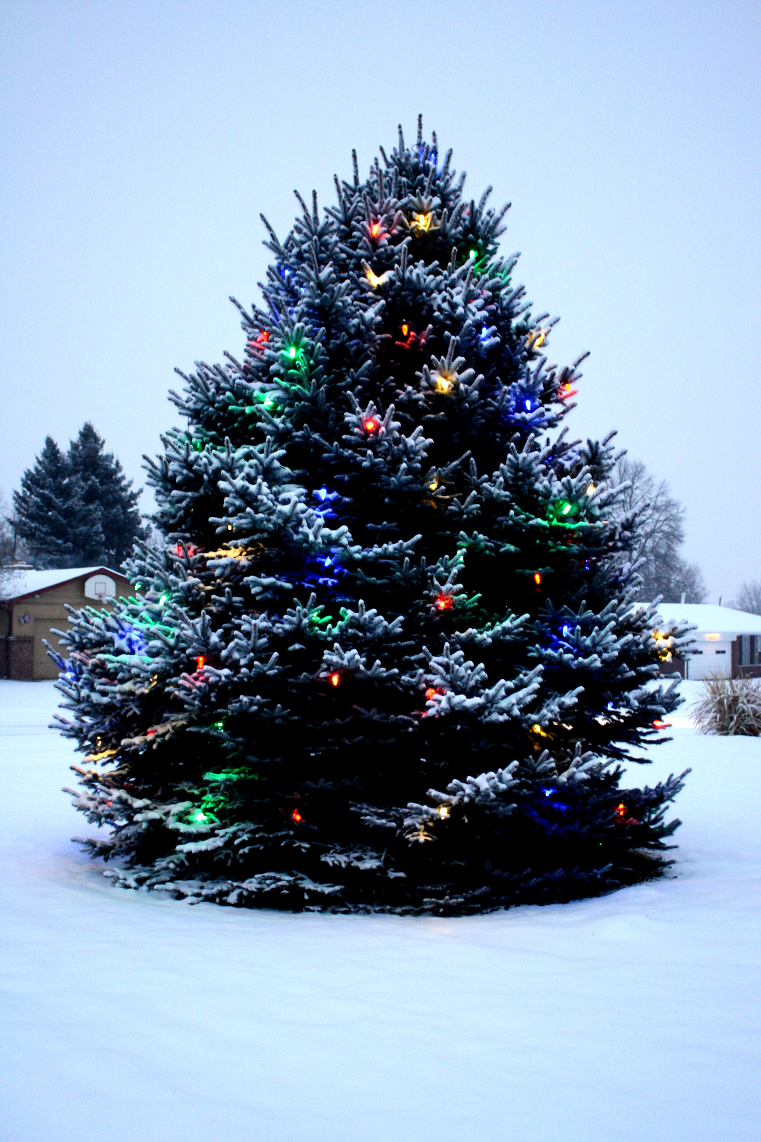 Outdoor Lighted Christmas Tree
 How to install safety Christmas lights on outdoor trees
