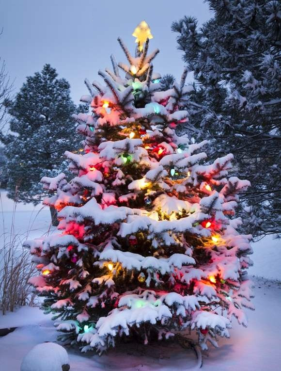 Patio Christmas Trees
 11 November 2014
