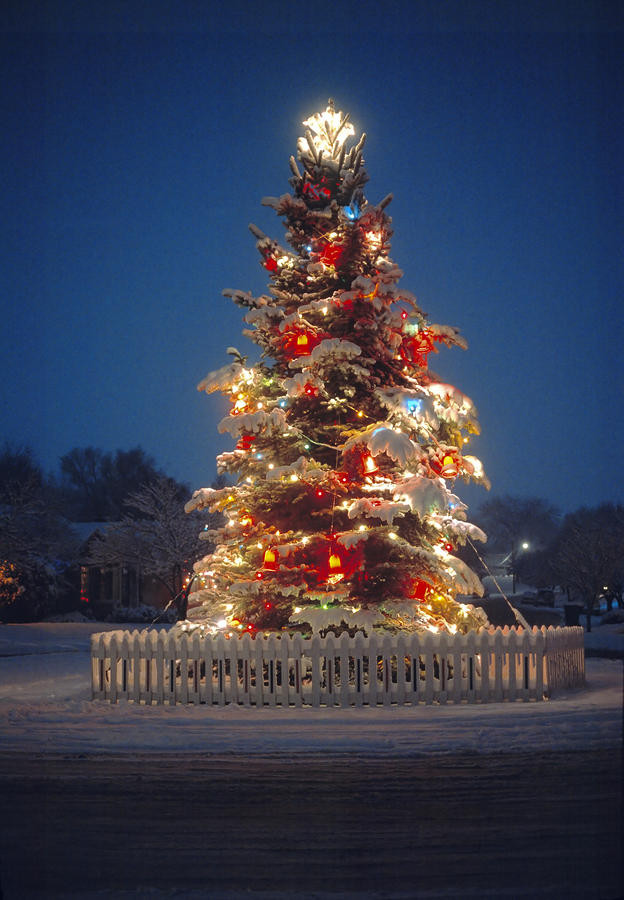 Patio Christmas Trees
 Outdoor Christmas Tree by Utah