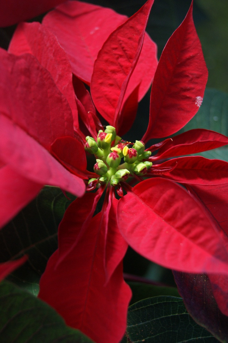 Poinsettia Christmas Flower
 523 best images about Flowers Poinsettia on Pinterest