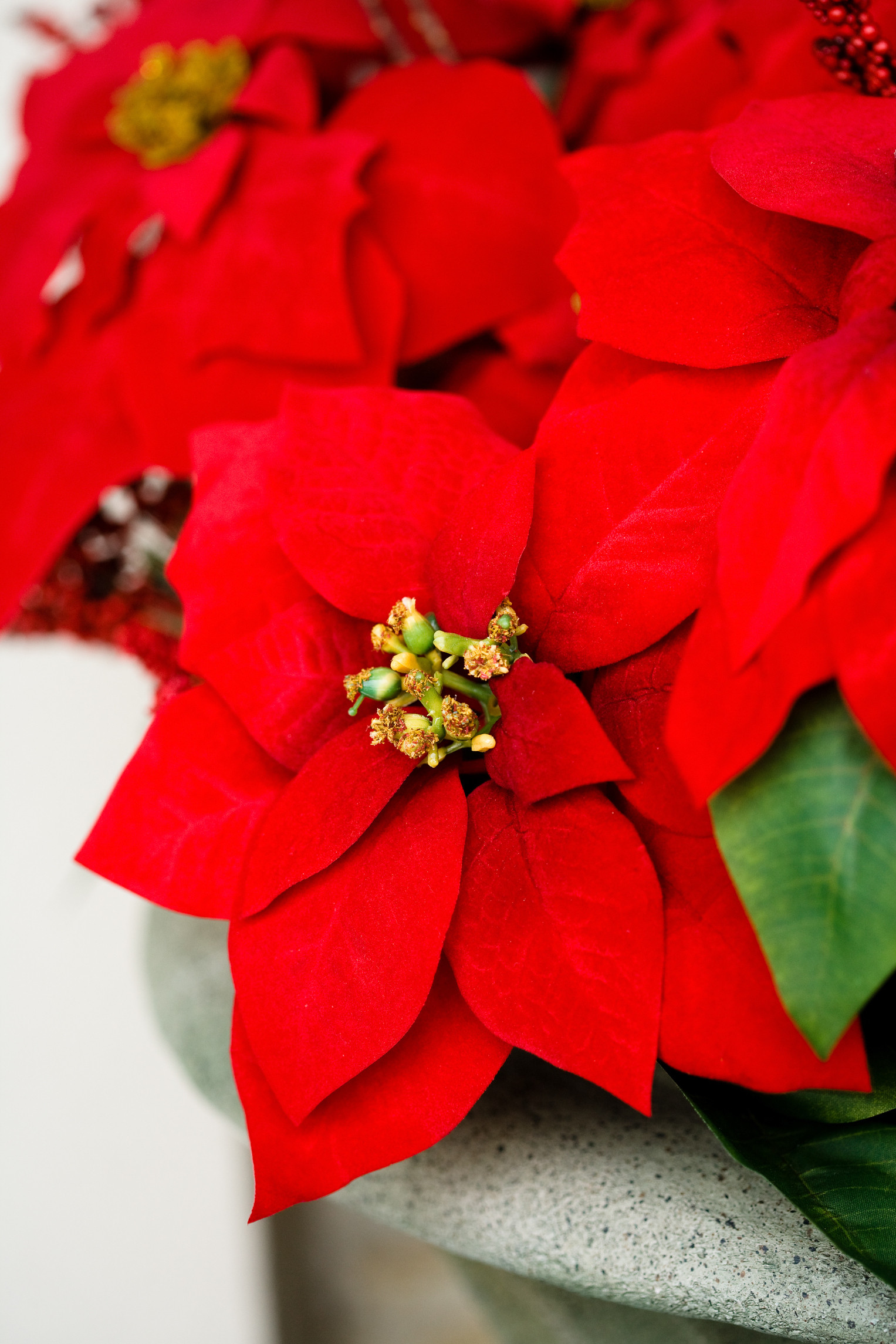 Poinsettia Christmas Flower
 Poinsettias and Cats Dogs Poinsettias Poisonous to Cats