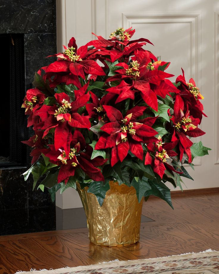 Poinsettia Christmas Flower
 72 best ⊱╮Mikulás virág images on Pinterest