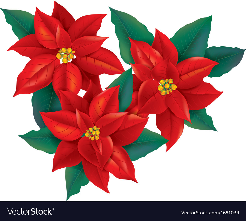 Poinsettia Christmas Flower
 Red Poinsettia christmas flower Royalty Free Vector Image