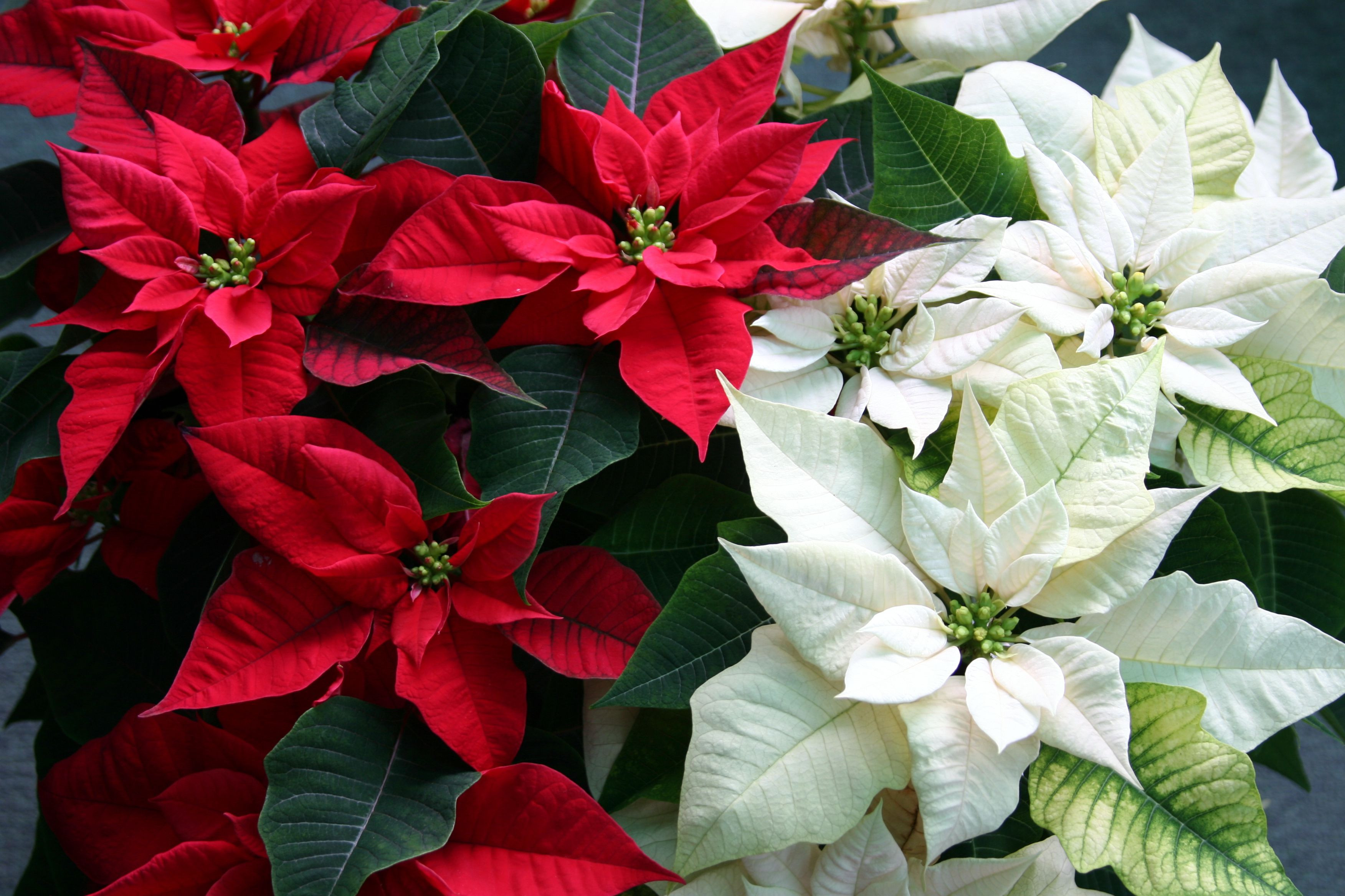 Poinsettia Christmas Flower
 Caring for Holiday Poinsettia Plants