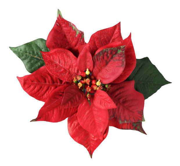 Poinsettia Christmas Flower
 Ten things to know about a Christmas flower favorite