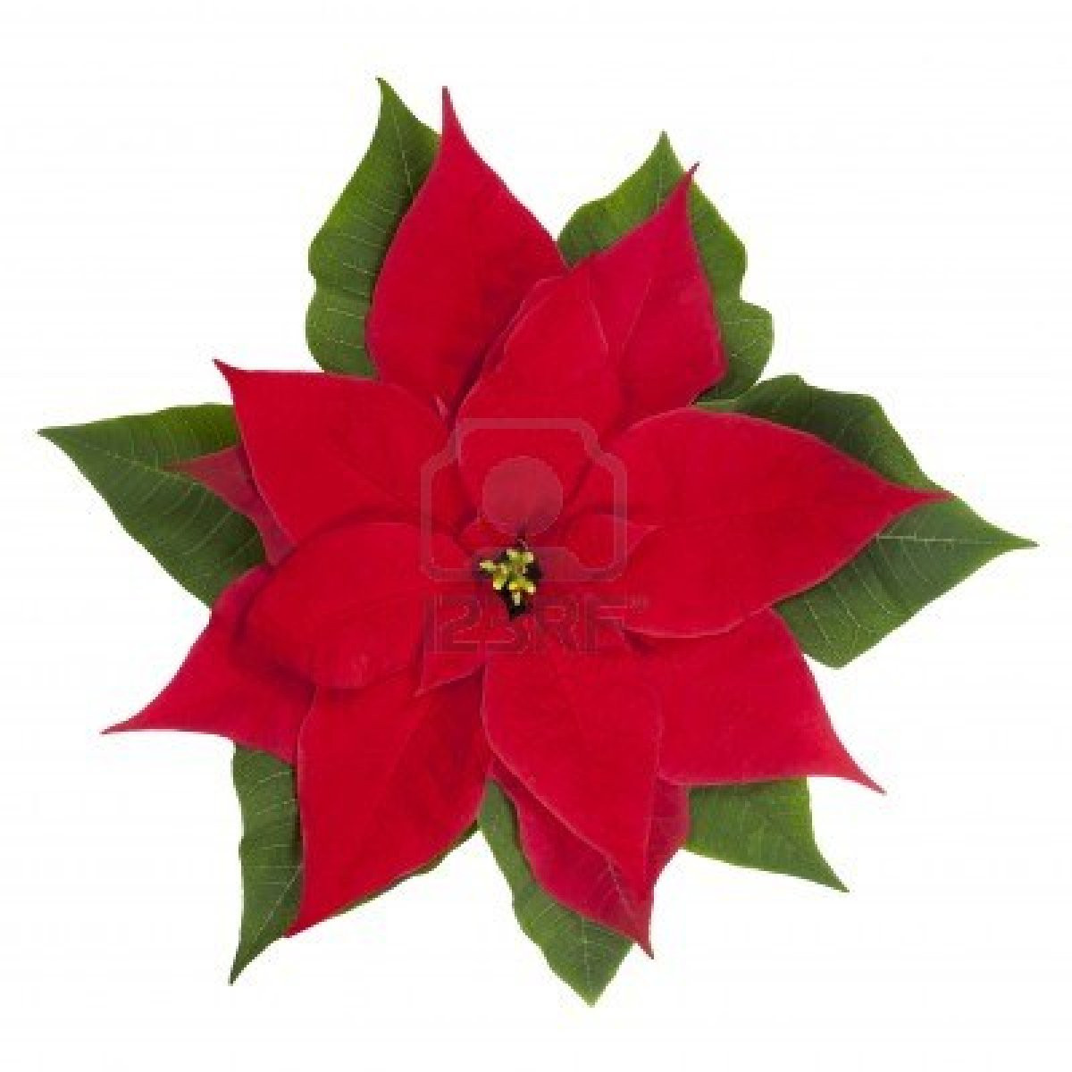Poinsettia Christmas Flower
 Behind the Scenes Camp Christmas
