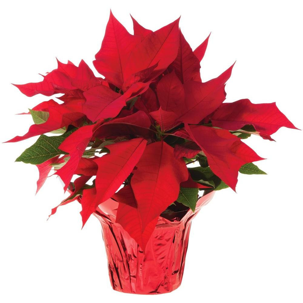 Poinsettia Christmas Flower
 6 5 in Live Poinsettia In Store ly The Home Depot