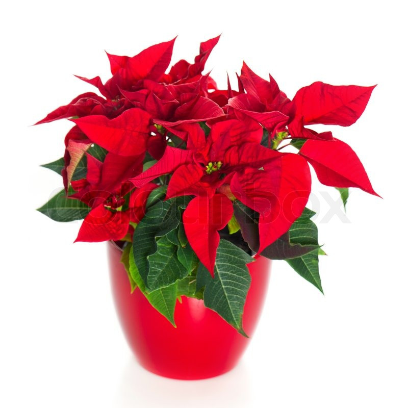 Red Christmas Flower
 Beautiful poinsettia red christmas flower