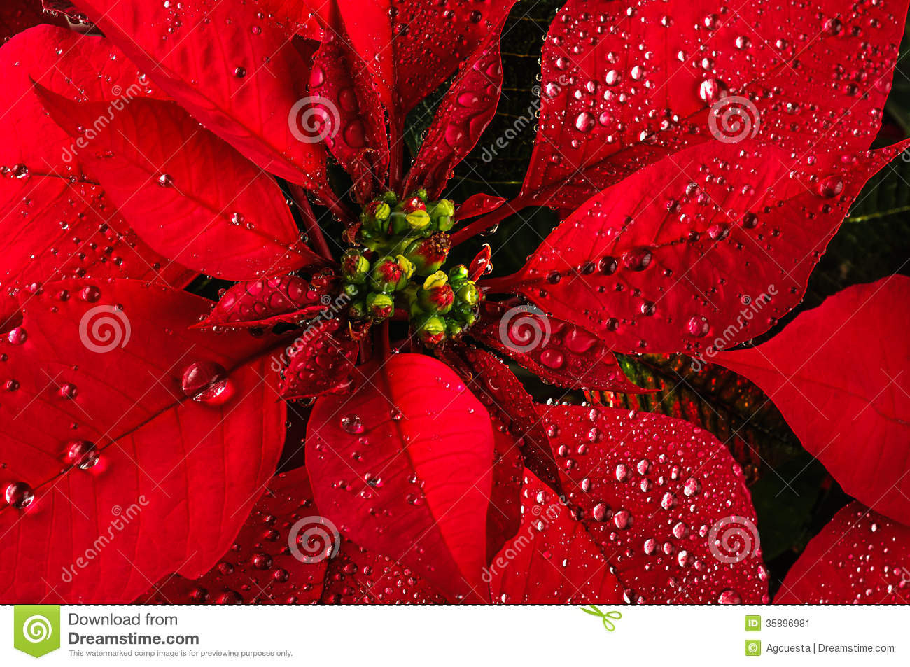 Red Christmas Flower
 Poinsettia flower stock image Image of rain green