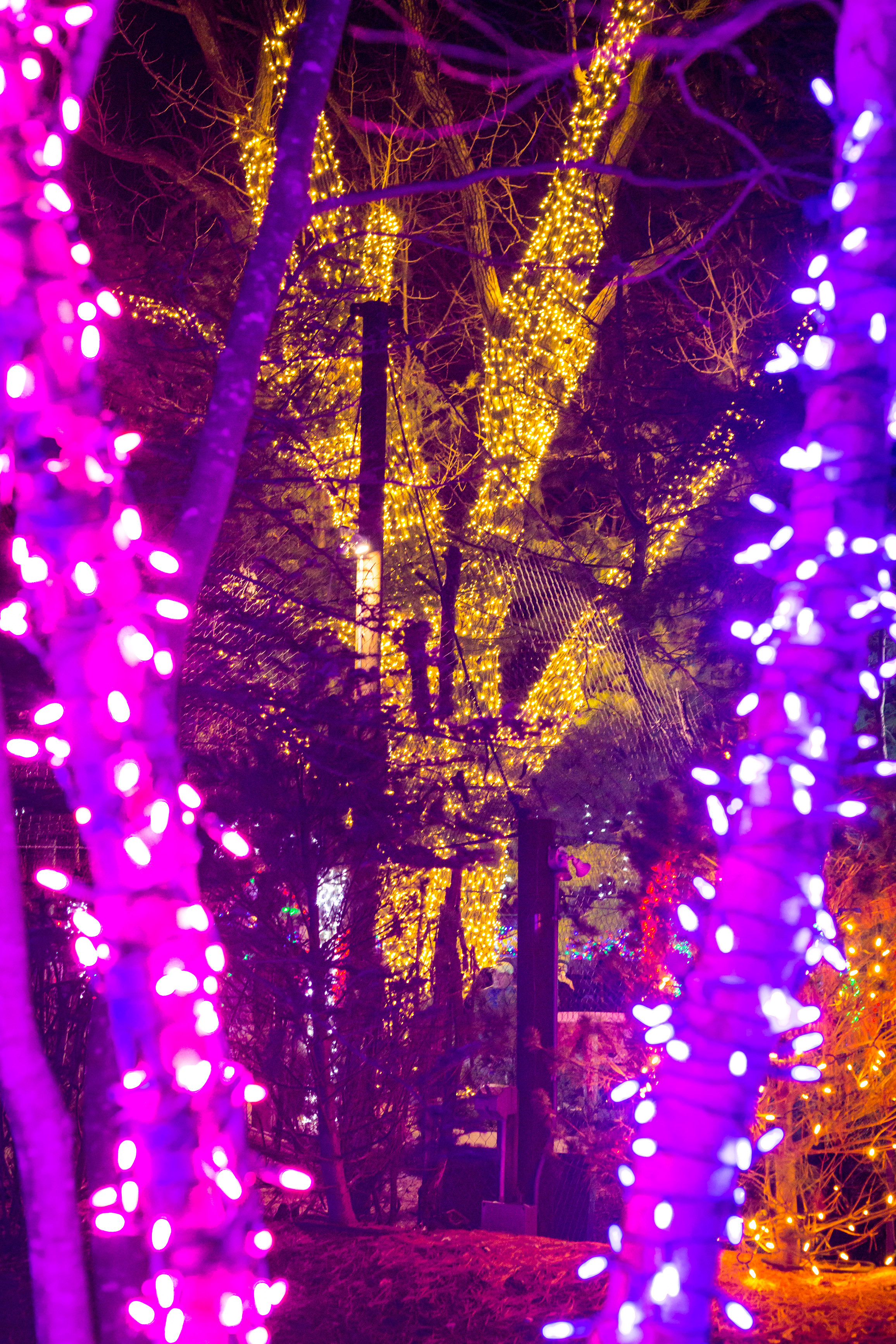 Stone Zoo Christmas Lights 2019
 Zoo Lights at the Stone Zoo Leah C S graphy