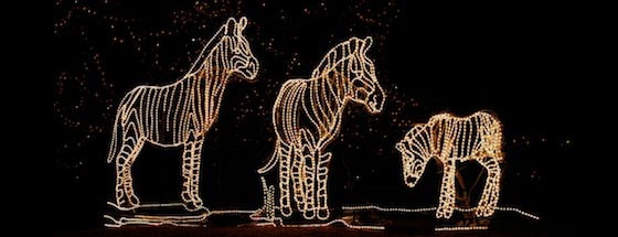 Stone Zoo Christmas Lights 2019
 Reid Park Zoo Lights Tucson 2019 Coupons Hours Dates