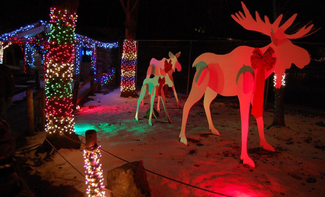 Stone Zoo Christmas Lights
 Where To See The Greatest Christmas Lights Around Boston