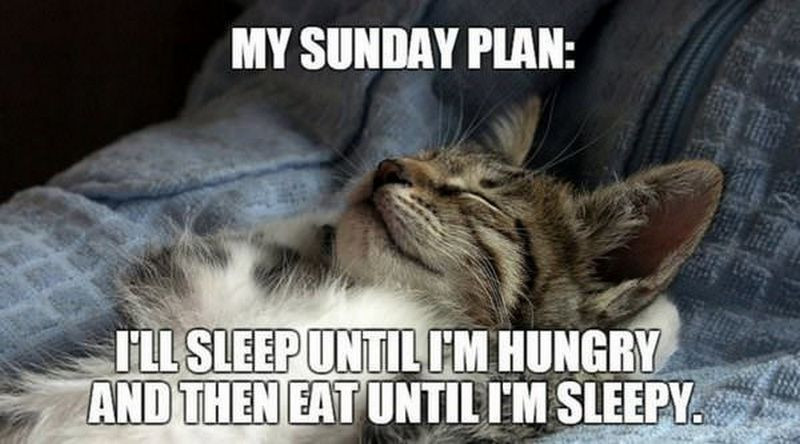 Sunday Quotes Funny
 27 Funny Sunday Memes That Are Perfect for Lazy Sundays