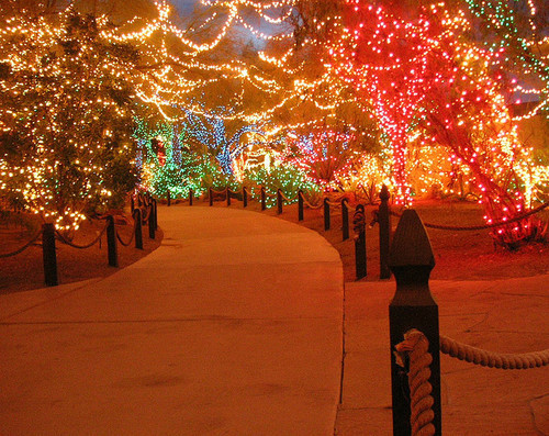 The Christmas Path
 christmas christmas lights lights path walkway image